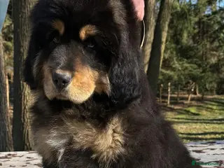 Tibetan Mastiff dogs Tibetan Mastiff Puppies - Advert 3