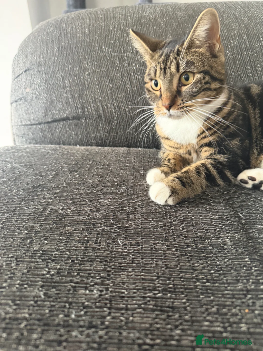 Mixed Breed cats for sale: Our beautiful girl is in need of a new home  - Advert 2