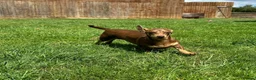 Miniature Dachshund dogs for sale: 2x adult minute dachund  - Advert 6