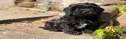 Mixed Breed dogs for sale: Gorgeous zuchon x toy poodle ready now - Advert 2