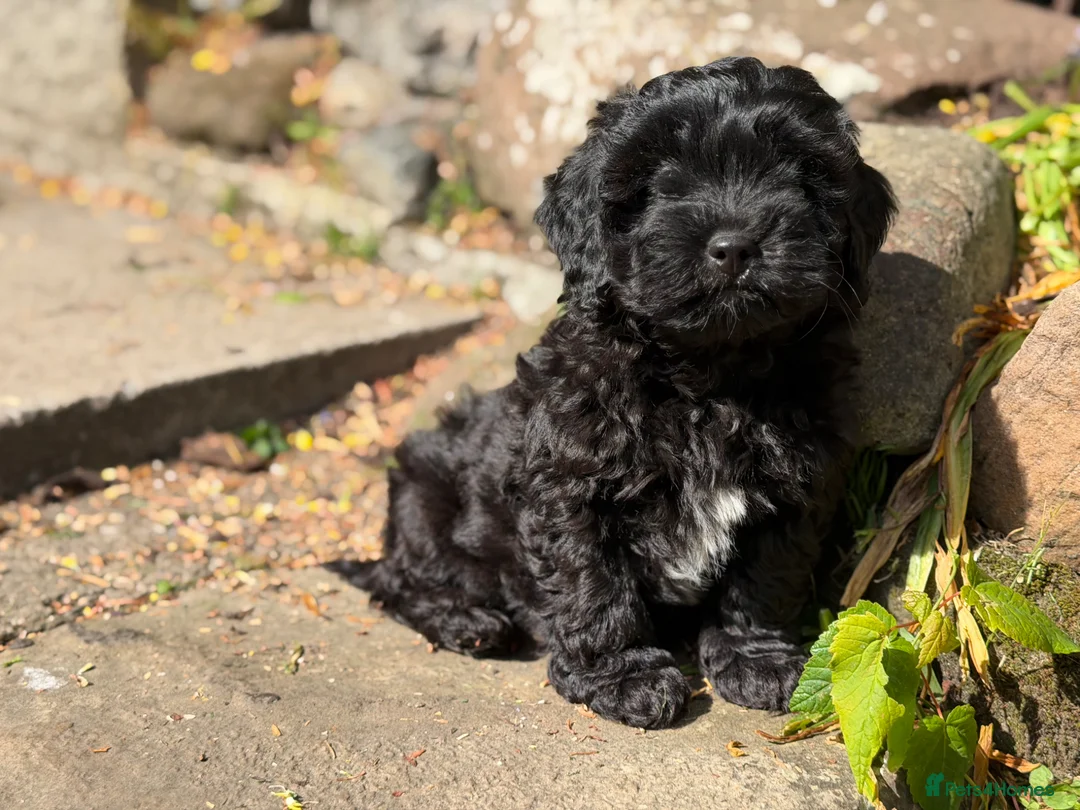 Mixed Breed dogs for sale: Gorgeous zuchon x toy poodle ready now - Advert 2