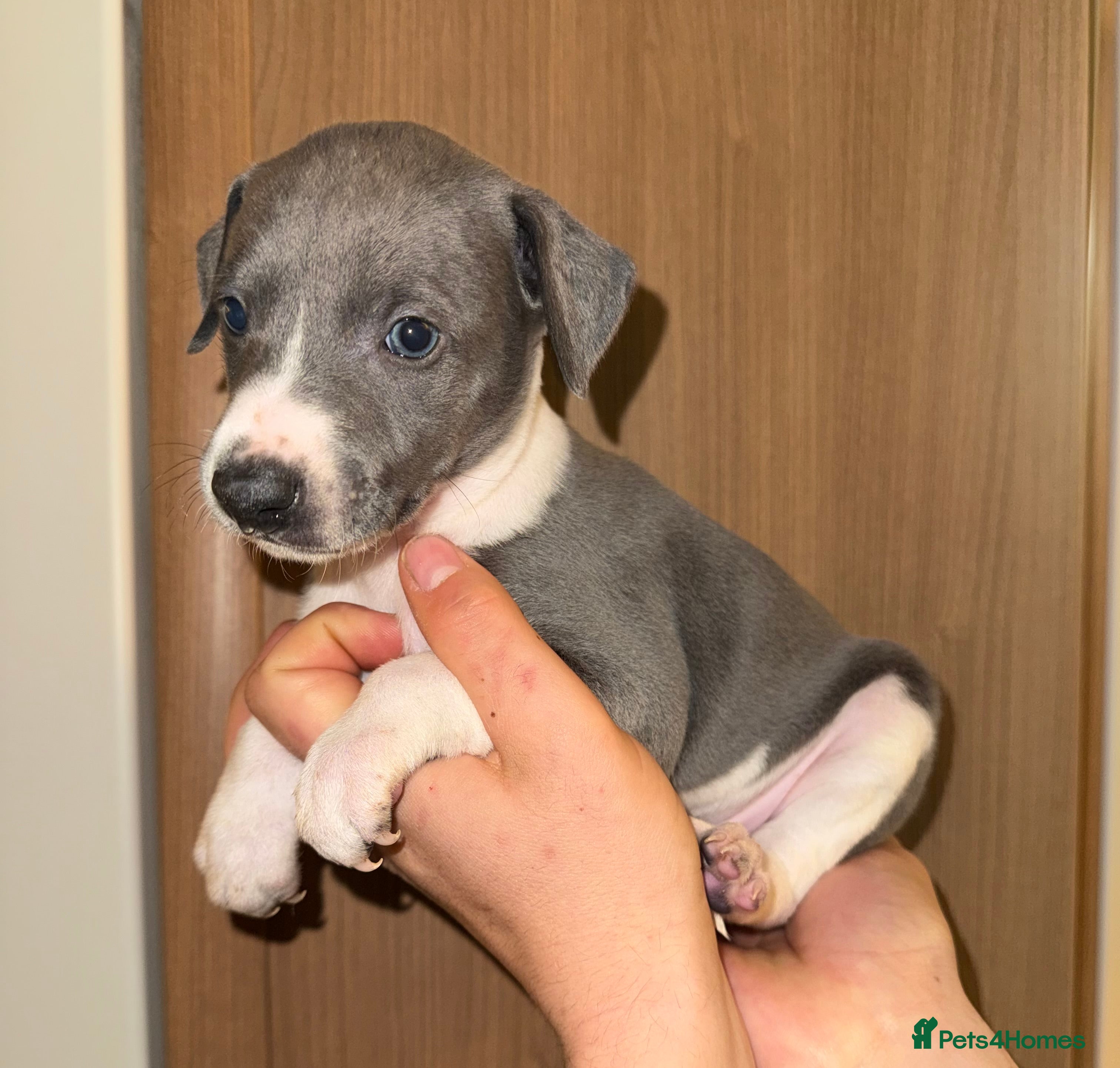 Whippet dogs Whippet For Sale  - Advert 4