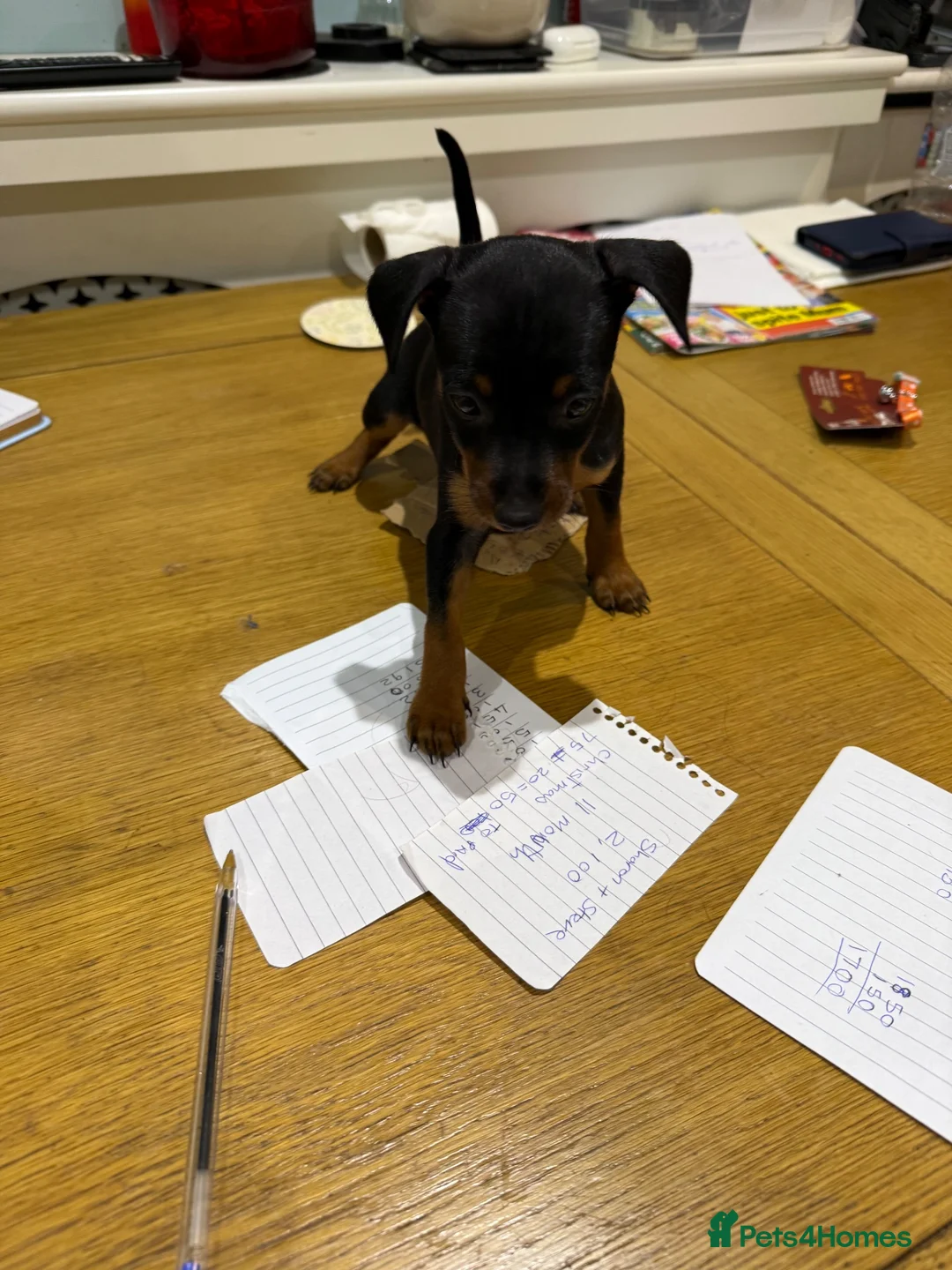 Miniature Pinscher dogs for sale: Puppies  - Advert 5