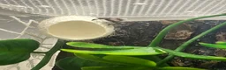 Spiders invertebrates for sale: Female i5 Apalachicola jumping spider in Andover - Advert 2