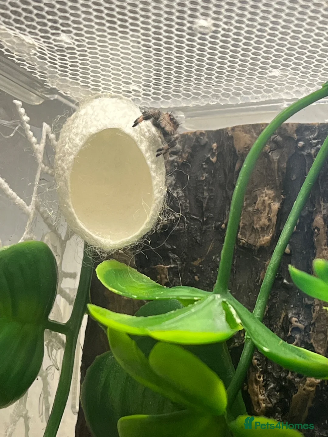 Spiders invertebrates for sale: Female i5 Apalachicola jumping spider in Andover - Advert 2