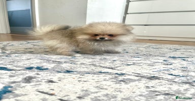 Pomeranian dogs - Advert 2