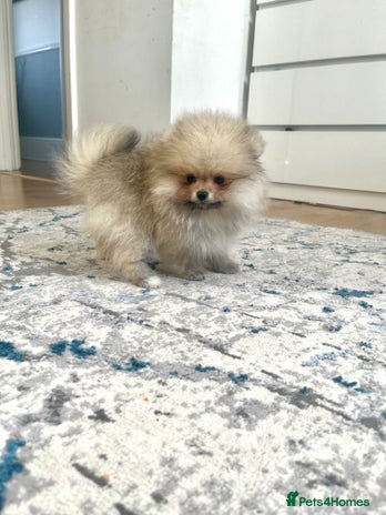 Pomeranian dogs - Advert 10
