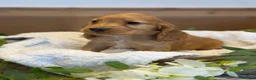 Cocker Spaniel dogs for sale: Gorgeous Golden KC show type Cocker spaniels - Advert 9