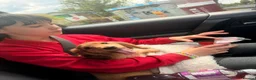 Miniature Dachshund dogs for sale: Countrygold White Russian  - Advert 3