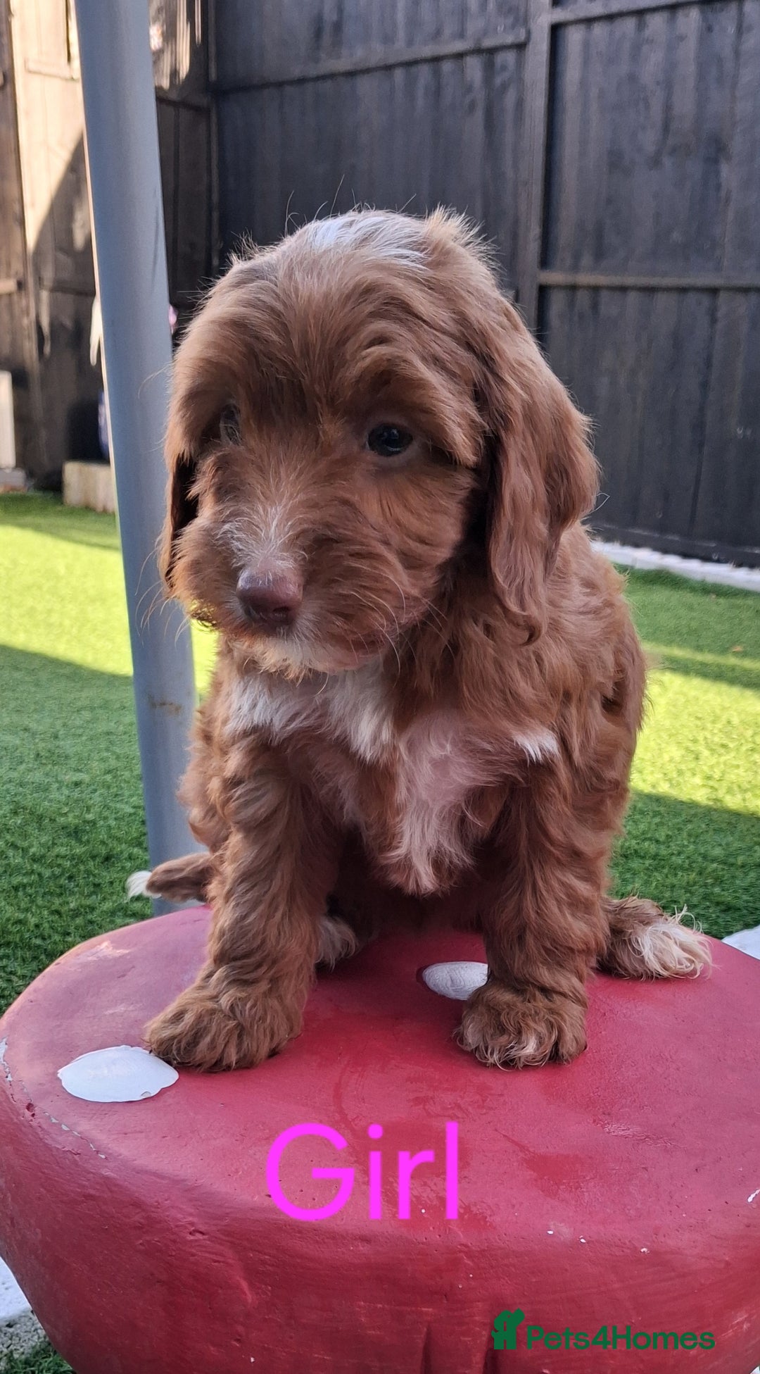 Cockapoo dogs for sale: ** LAST ADORABLE CURLY BLACK & WHITE COCKAPOOS **  - Advert 31
