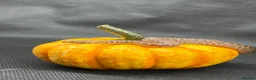 Python Snake reptiles for sale: Royal Pythons and other Pythons At Urban Exotics  - Advert 10