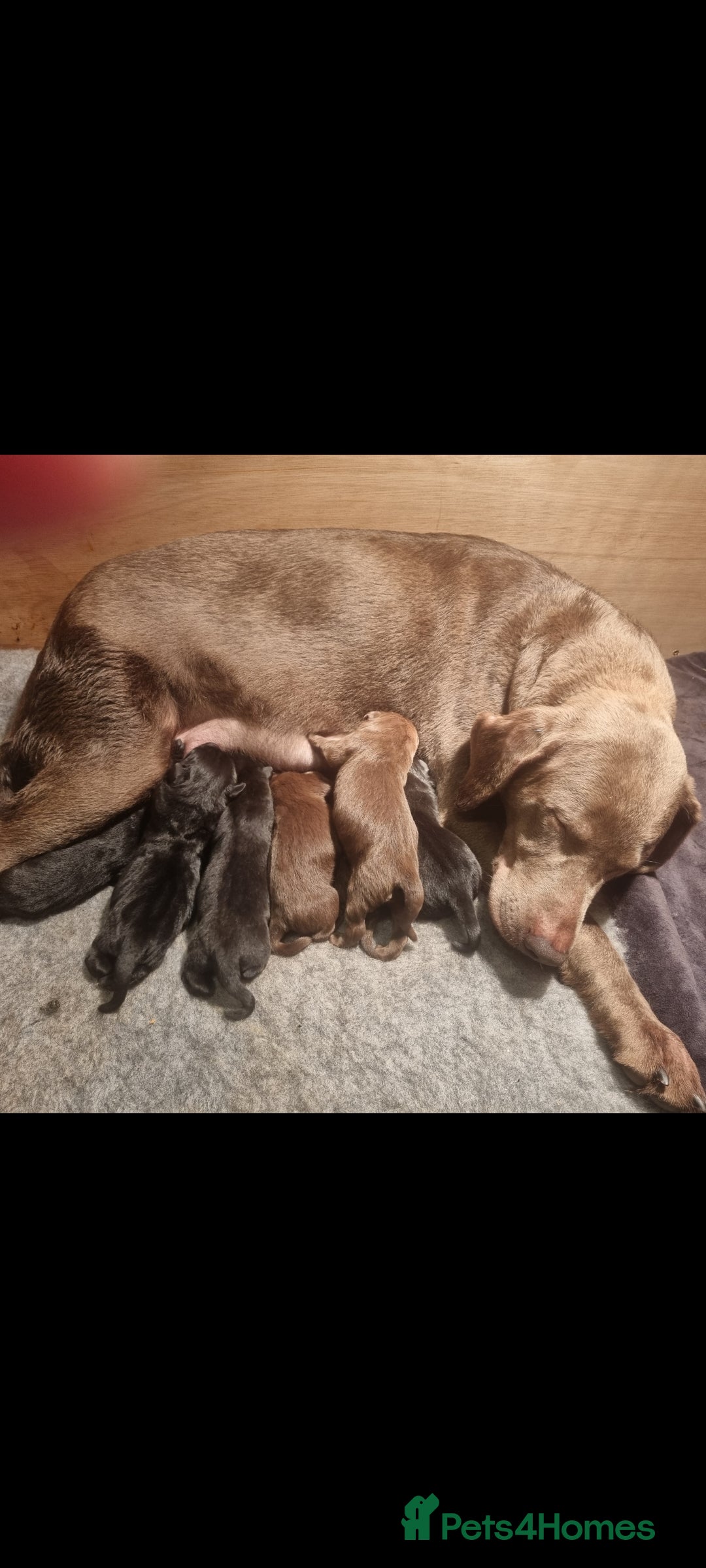 Labrador Retriever dogs Beautiful chunky labrador puppies - Advert 4