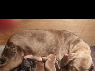 Labrador Retriever dogs Beautiful chunky labrador puppies - Advert 4