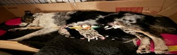 Border Collie dogs for sale: Beautiful litter of 8 border collies puppies - Advert 2