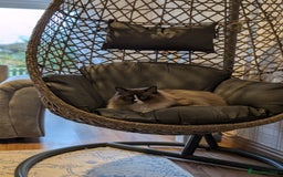 Ragdoll cats for sale: Beautiful Ragdoll Cats – Milo & Caramella - Advert 6