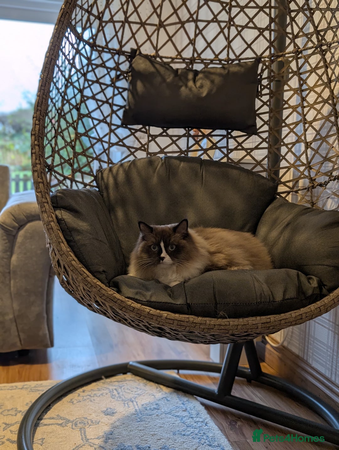 Ragdoll cats for sale: Beautiful Ragdoll Cats – Milo & Caramella - Advert 6