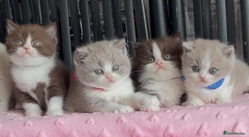British Shorthair cats for sale: Beautiful BSH Champion line Kittens  - Advert 20