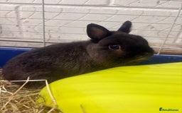 Netherland Dwarf rabbits for sale: Netherlands dwarf bunnies ❤️ - Image 3