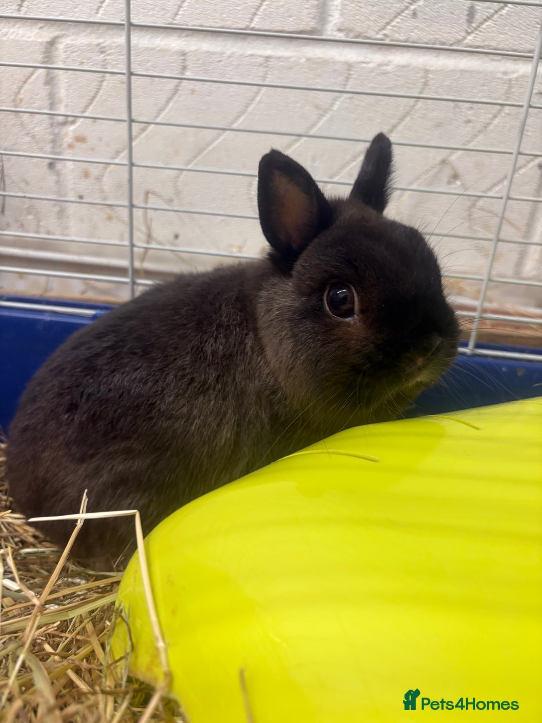 Netherland Dwarf rabbits for sale: Netherlands dwarf bunnies ❤️ - Image 3
