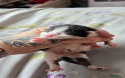 Domestic Shorthair cats for sale: Beautiful kittens ready 11th Sept - Image 22