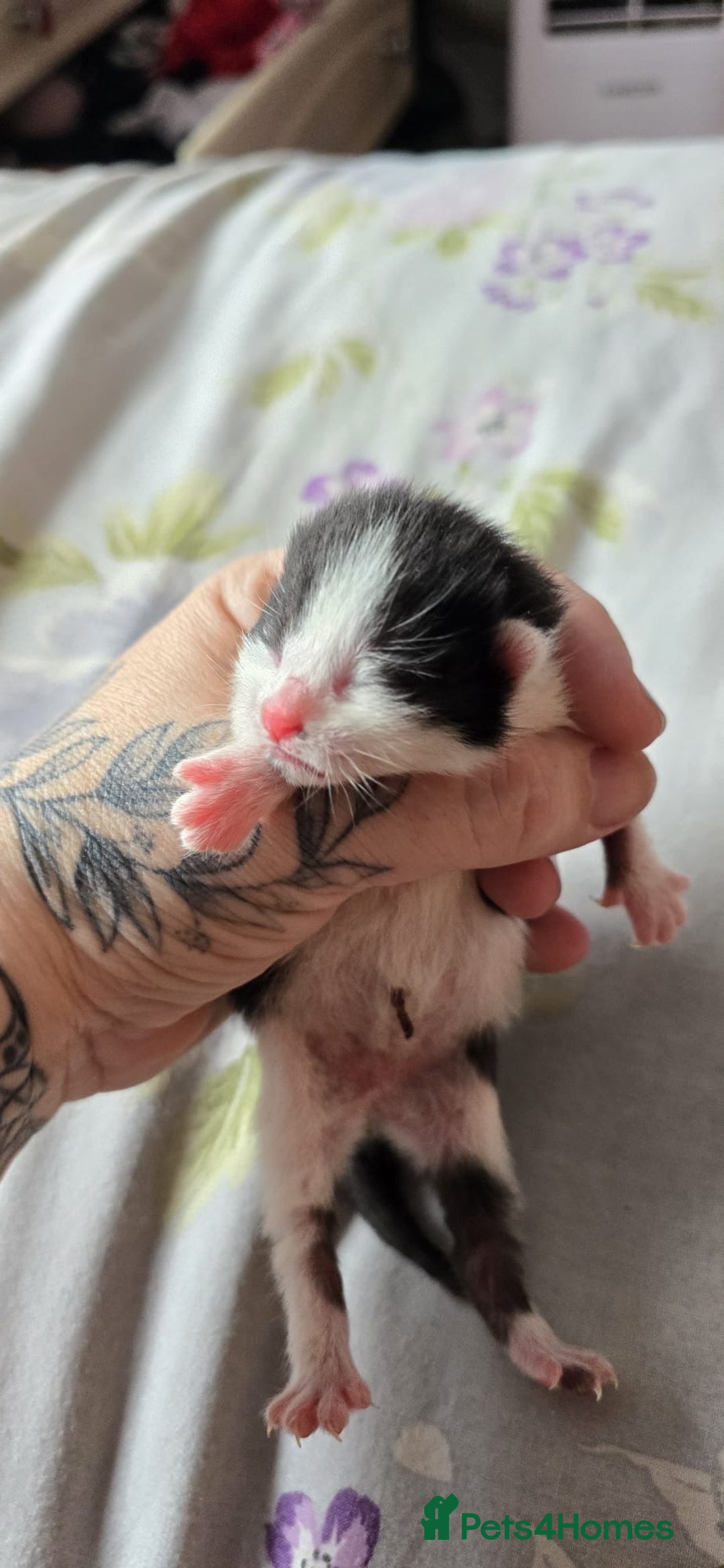 Domestic Shorthair cats for sale: Beautiful kittens ready 11th Sept - Image 22