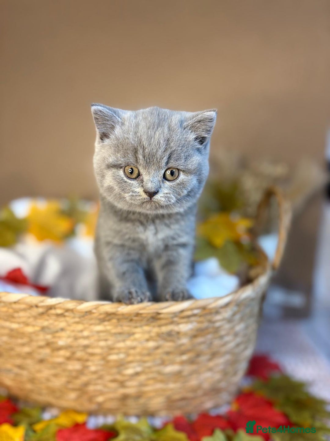 British Shorthair cats for sale: 3 British short hair / long hair kittens  - Image 4