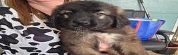 Mixed Breed dogs for sale: Caucasian shepherd cross puppies - Advert 3