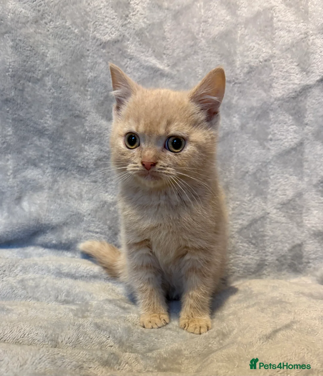 British Shorthair cats for sale: 4 boy BSH kittens ready to leave! - Advert 6