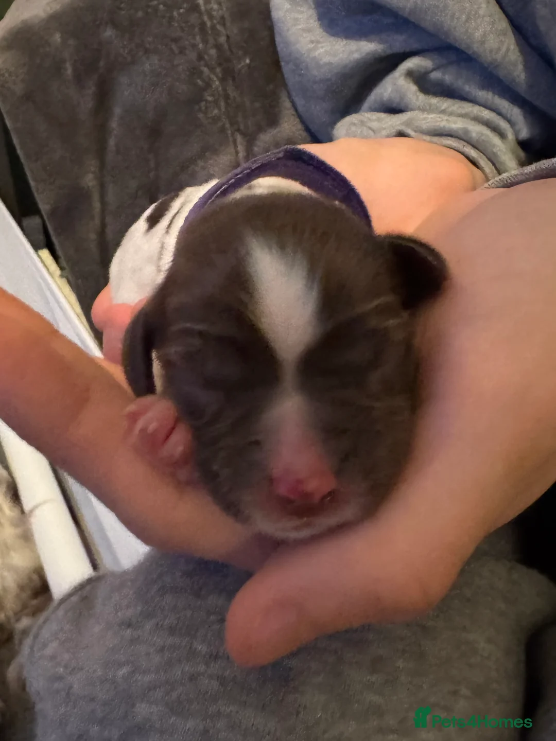 English Springer Spaniel dogs for sale: Adorable KC Registered Springer Spaniel Puppies - Advert 6