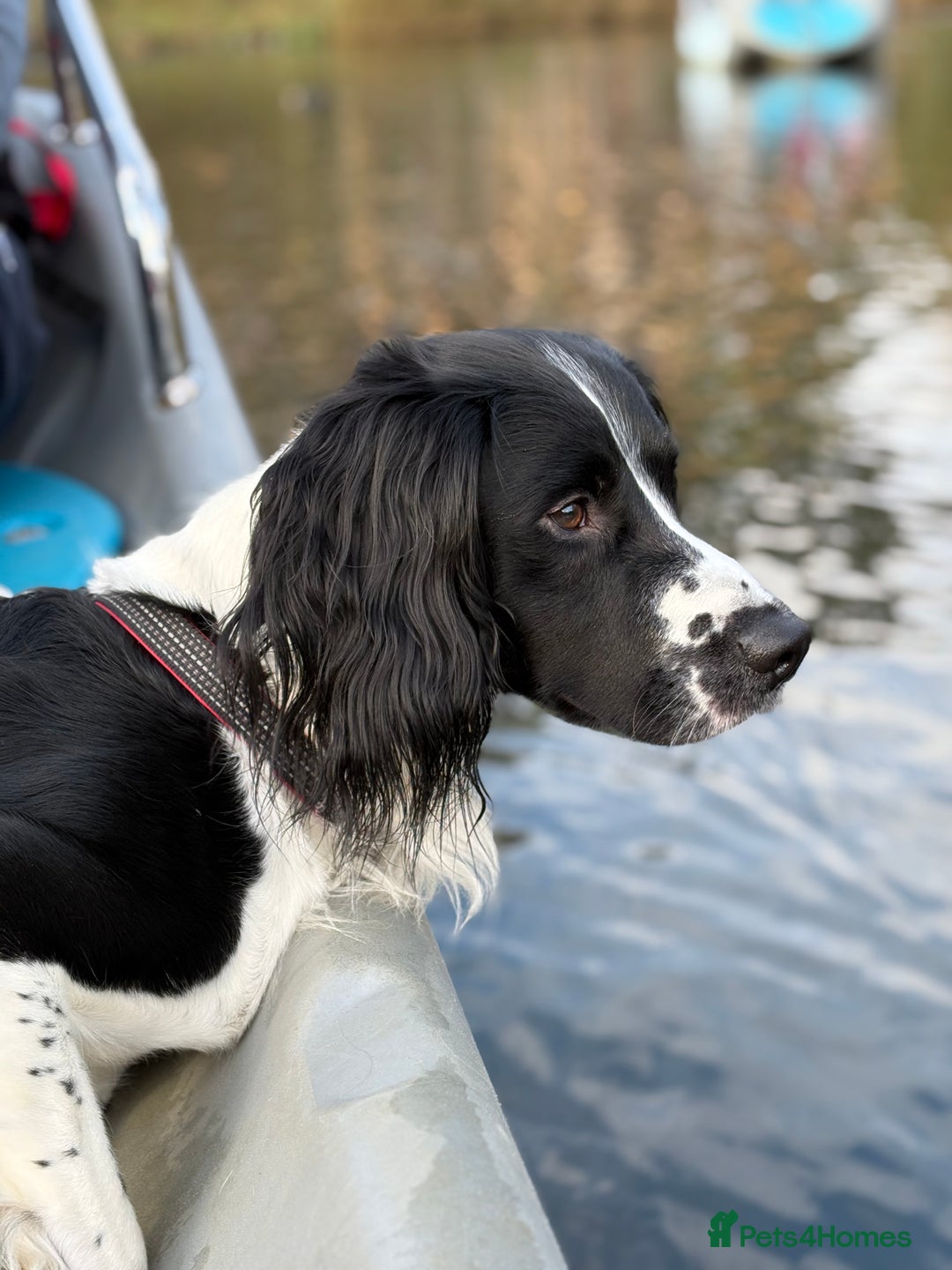 English Springer Spaniel dogs for stud: Ralph for Stud. - Advert 3