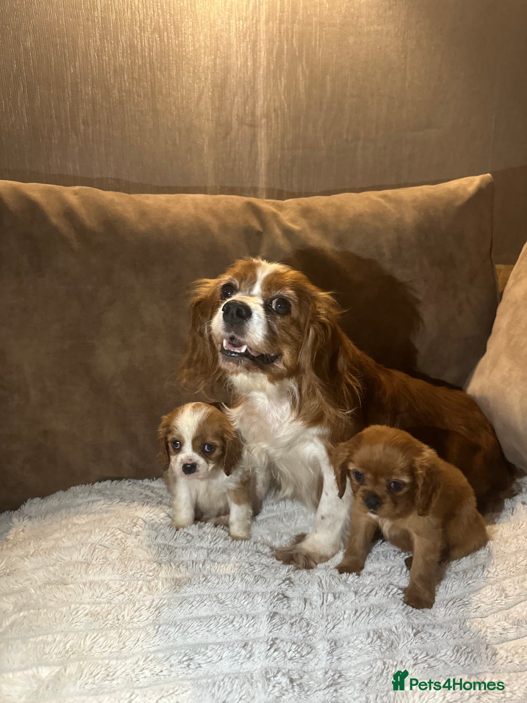 Cavalier King Charles Spaniel dogs for sale: Exceptional Cavalier Girls  - Advert 5