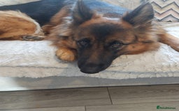 German Shepherd dogs for sale: German shepherd for good home - Image 7