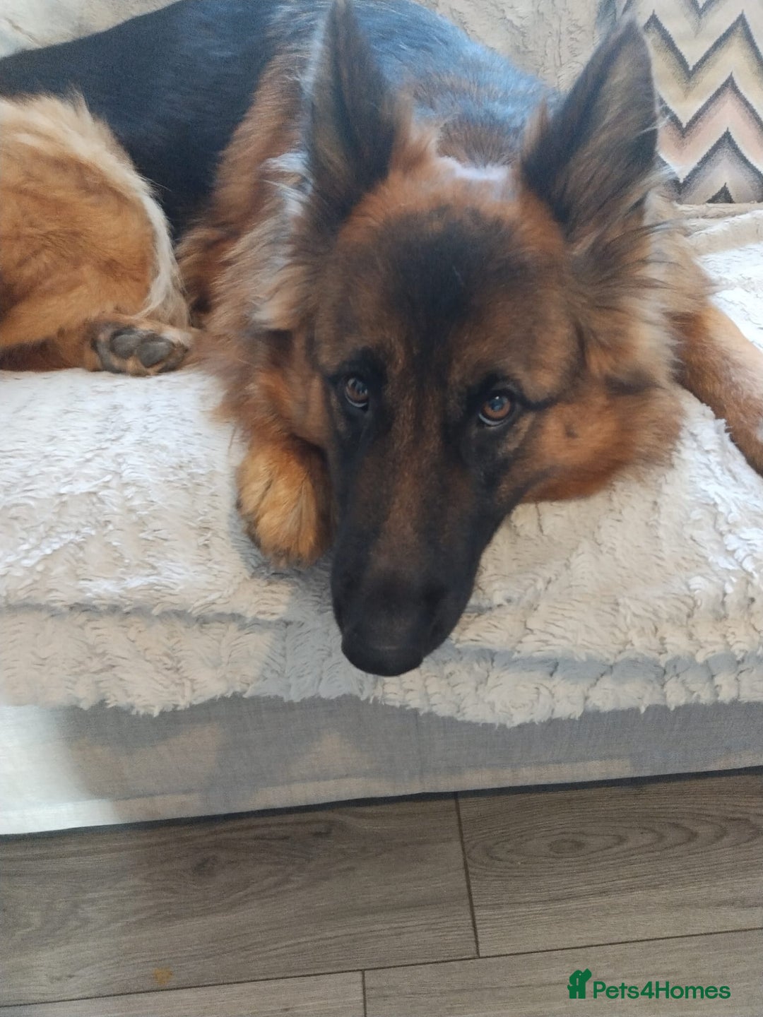 German Shepherd dogs for sale: German shepherd for good home - Image 7