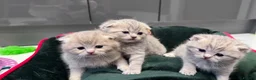 Scottish Fold cats for sale: Scottish fold full pedigree  - Advert 5