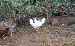 Chickens poultry for sale: Young pullets  - Image 2