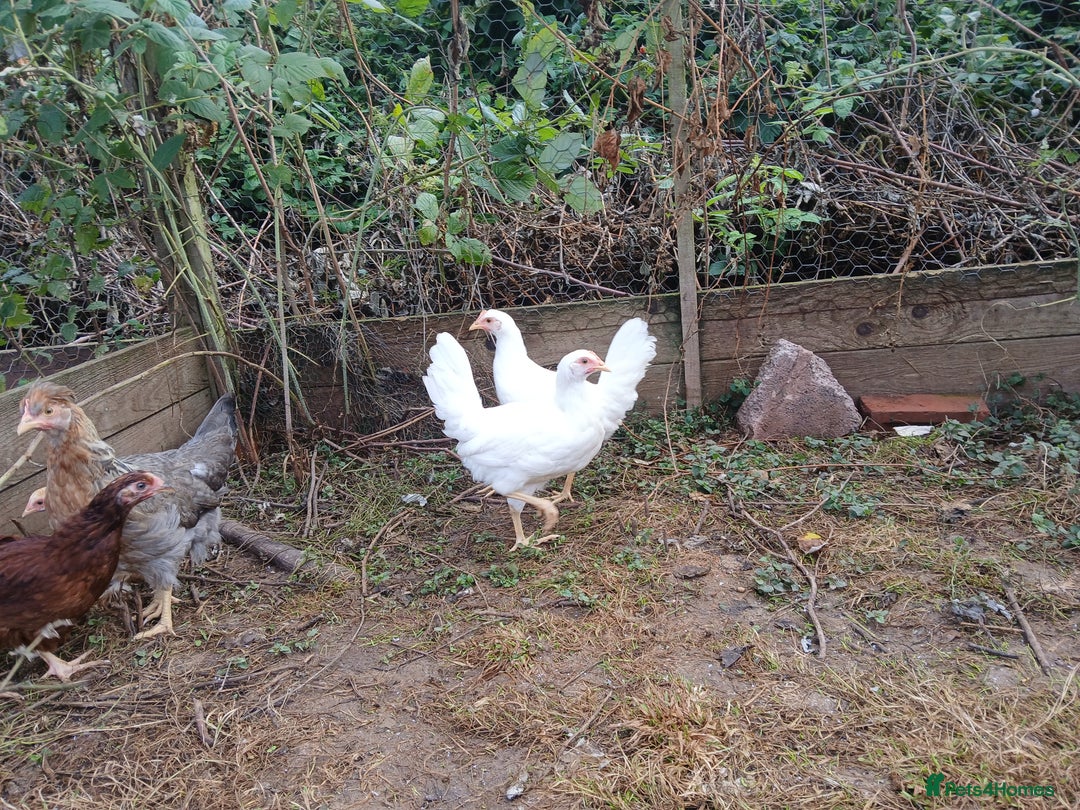 Chickens poultry for sale: Young pullets  - Image 2