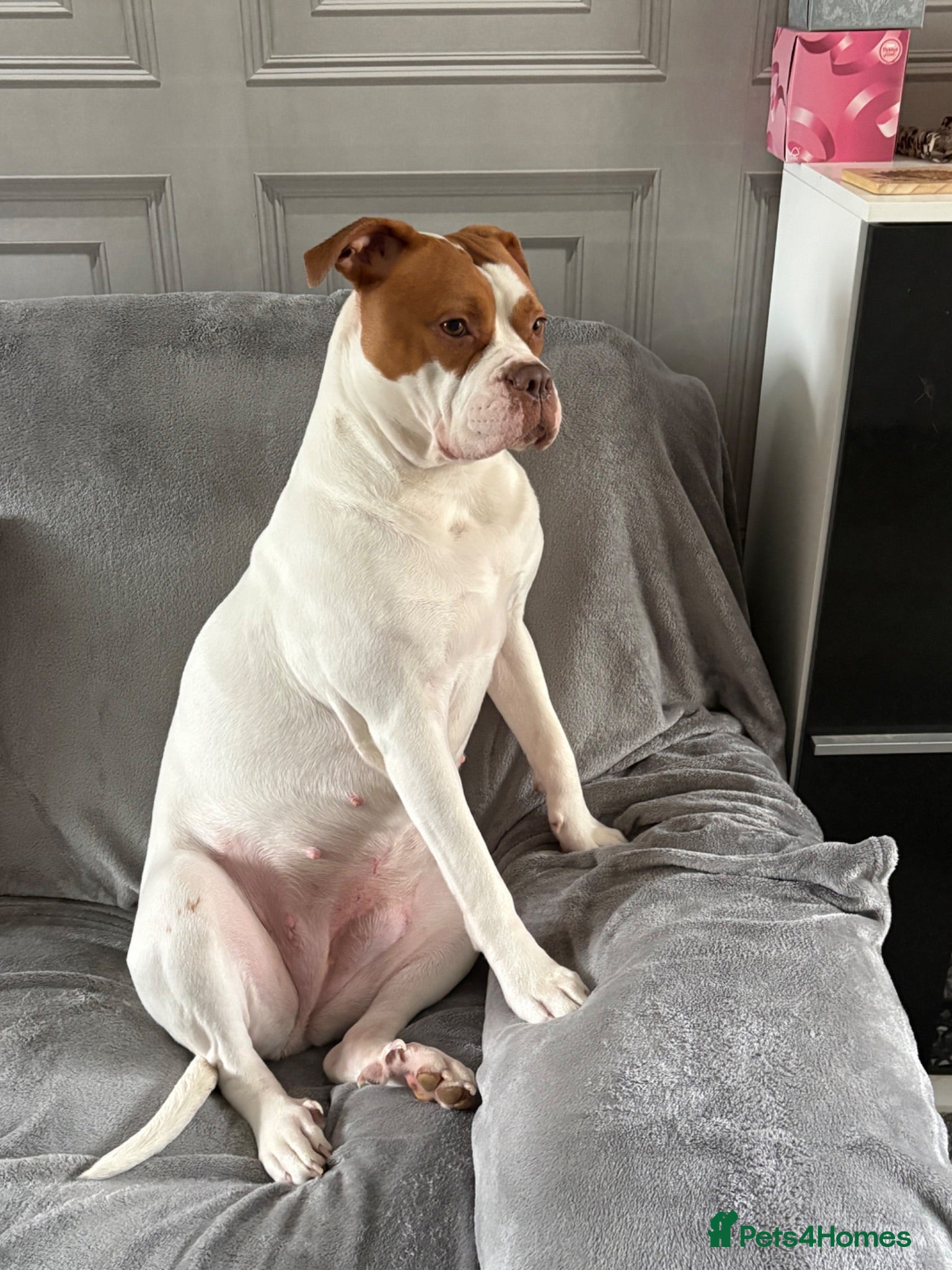 Mixed Breed dogs Gorgeous bulldog mix Nala  - Advert 1