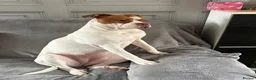 Mixed Breed dogs for sale: Gorgeous bulldog mix Nala  - Advert 1