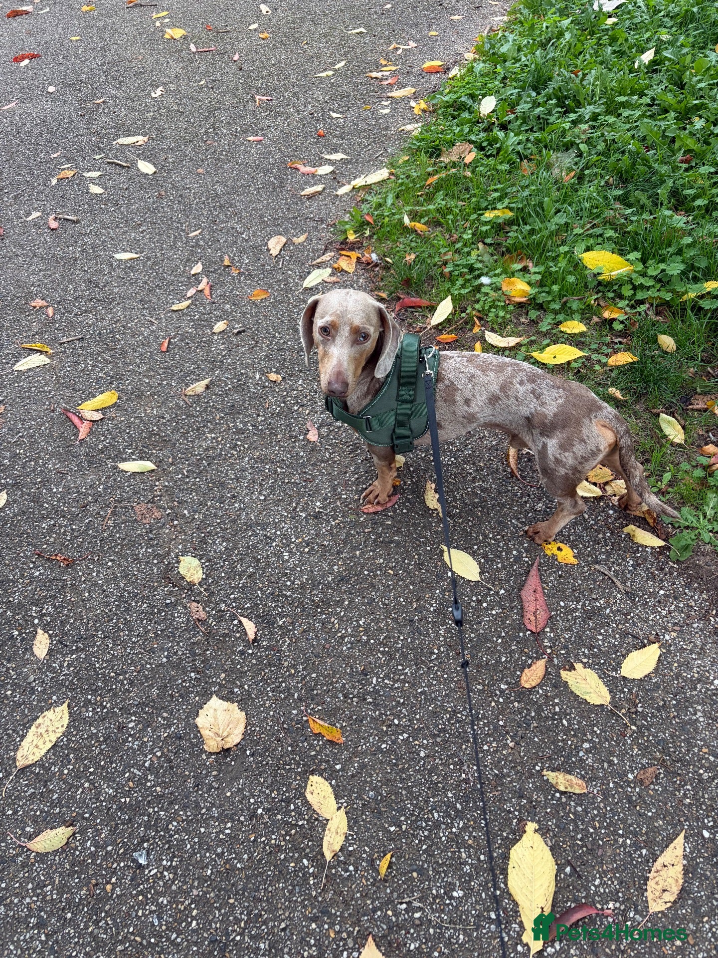 Dachshund dogs for stud: Dapple dachshund  - Advert 1
