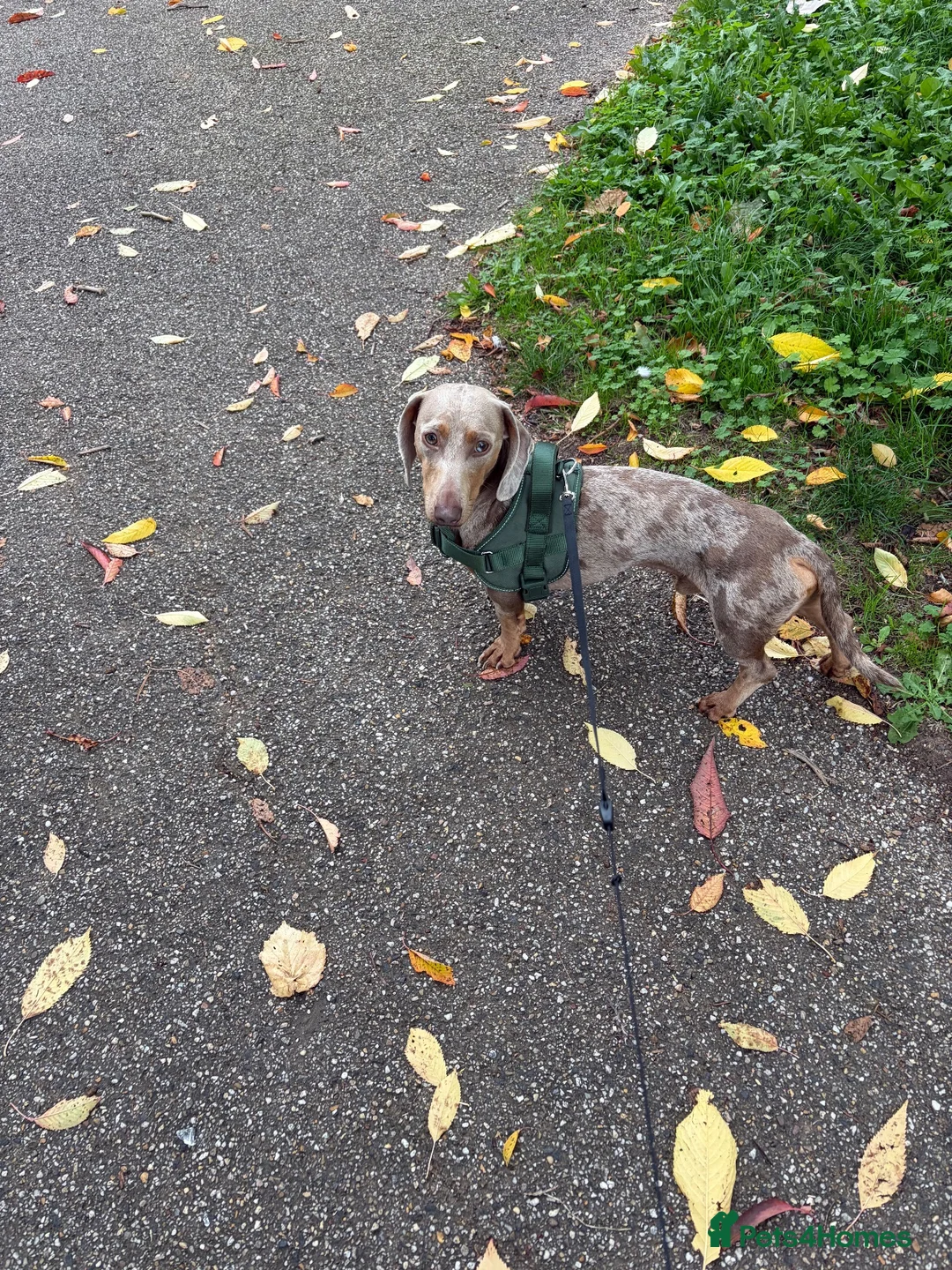 Dachshund dogs for stud: Dapple dachshund  in Hereford - Advert 1