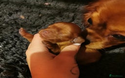 Cavapoo dogs for sale: DNA CLEAR F1 RED CAVAPOOS  - Image 8