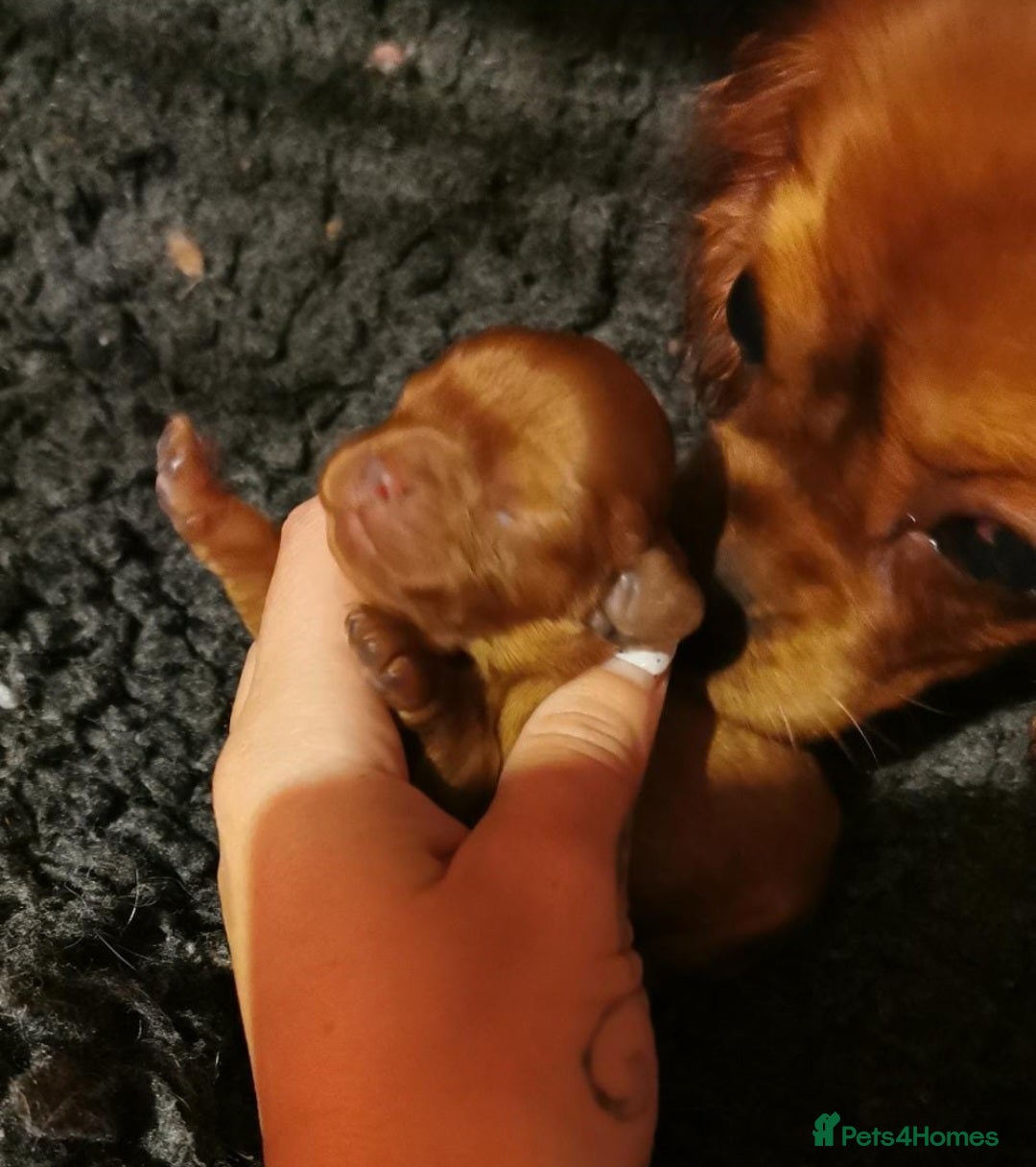 Cavapoo dogs for sale: DNA CLEAR F1 RED CAVAPOOS  - Image 8