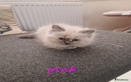 Ragdoll cats for sale: Last one beautiful ragdoll kitten - Image 3