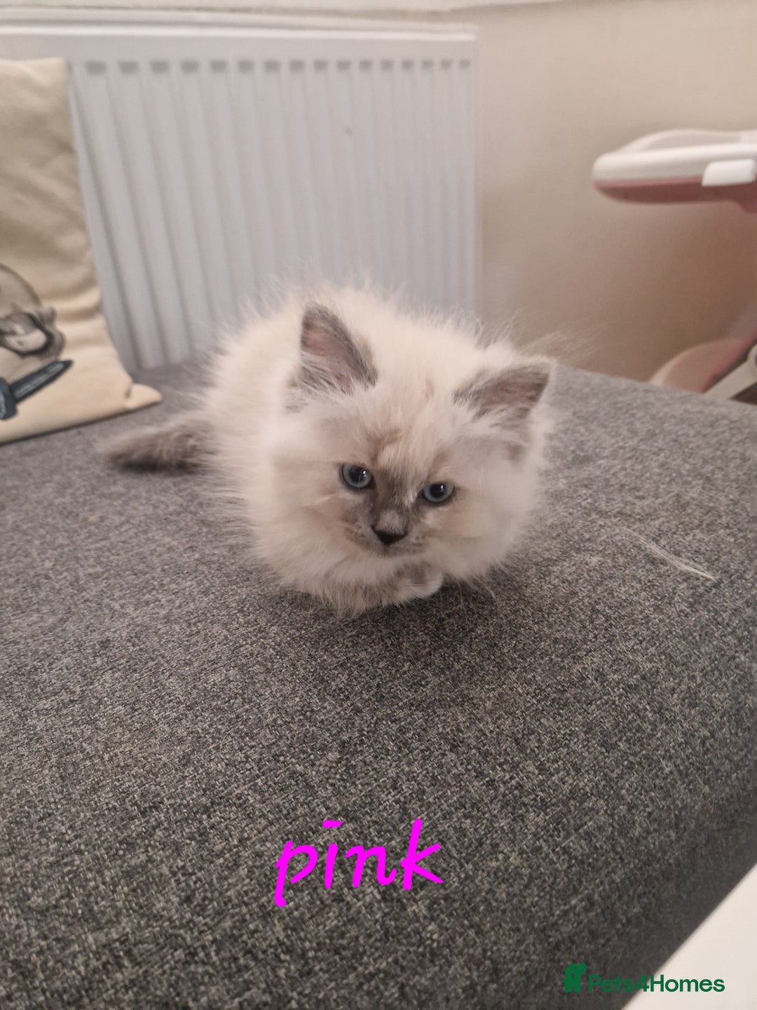 Ragdoll cats for sale: Last one beautiful ragdoll kitten - Image 3