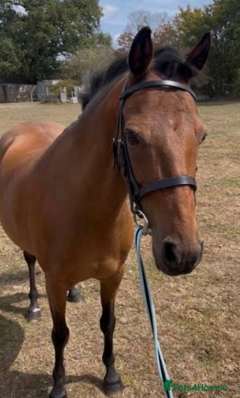 Cleveland Bay horses Rosie for sale lovely mare !!! - Advert 2