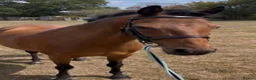 Cleveland Bay horses for sale: Rosie for sale lovely mare !!! - Advert 1