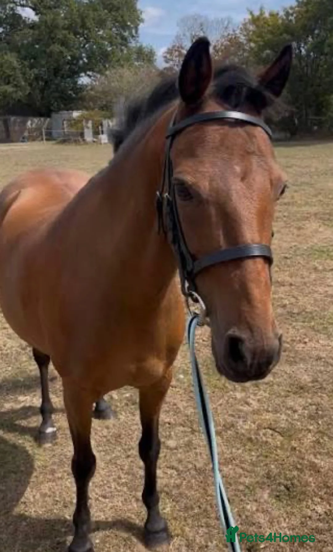 Cleveland Bay horses for sale: Rosie for sale lovely mare !!! - Advert 1