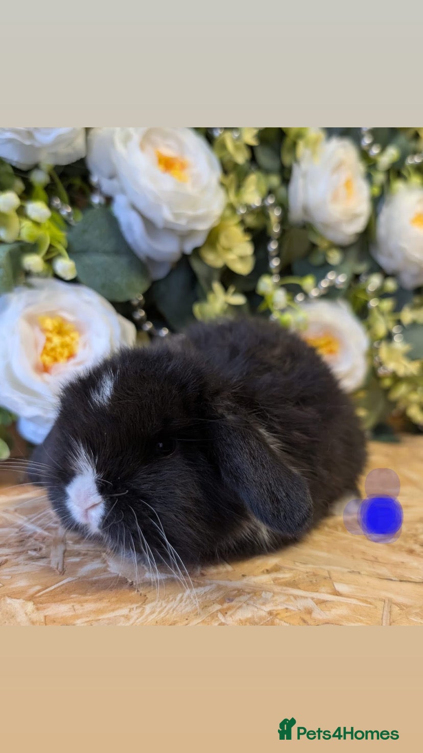 Mini Lop rabbits Mini lops ( Est since 2014 )  - Advert 6
