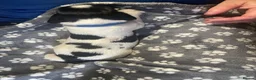 English Springer Spaniel dogs for sale: English Springer Spaniel Puppies  - Advert 11