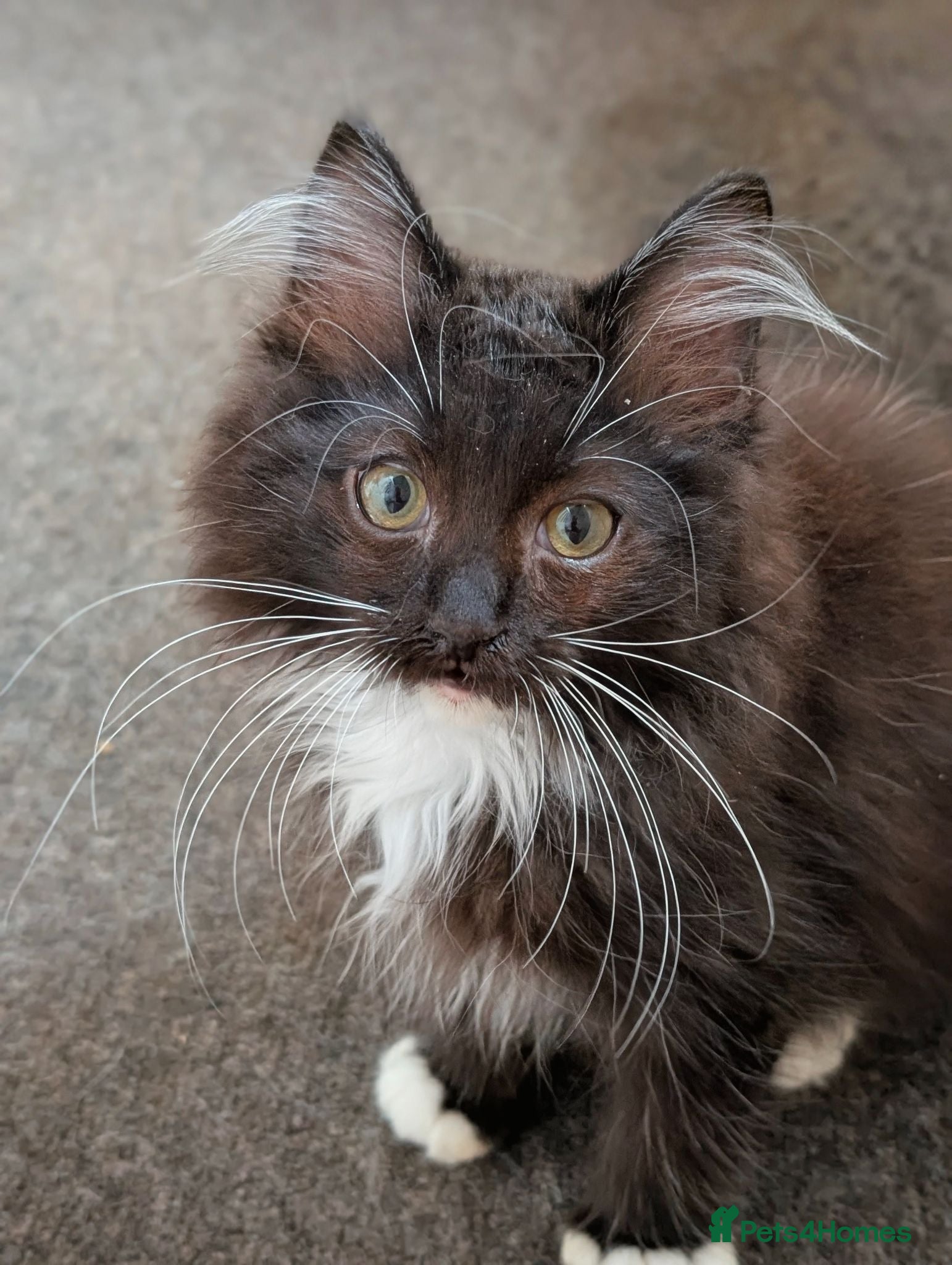 Ragdoll cats Gorgeous Fluffy Tuxedo Ragdoll Boy  - Advert 1